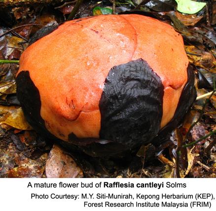 Bud of Rafflesia cantleyi Solms